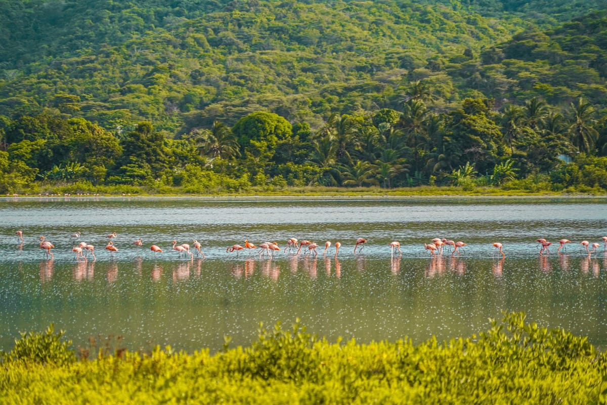 Laguna de Unare fue nominada como «Destino Verde Líder» en los World Travel Awards 2026