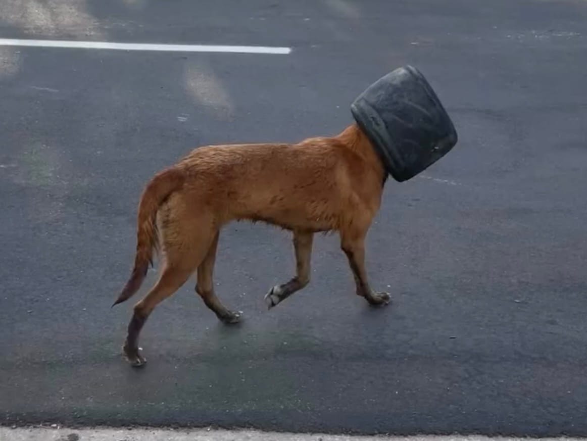 Rescataron a perrita que deambulaba con un objeto atascado en su cabeza en Zulia
