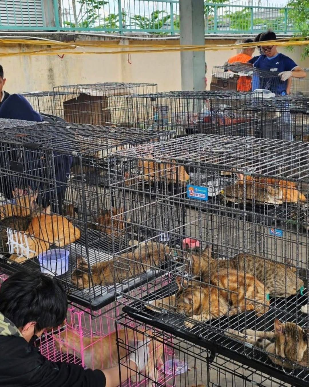 Rescatan cerca de 400 gatos tras desmantelar red de comercio ilegal de carne en Vietnam