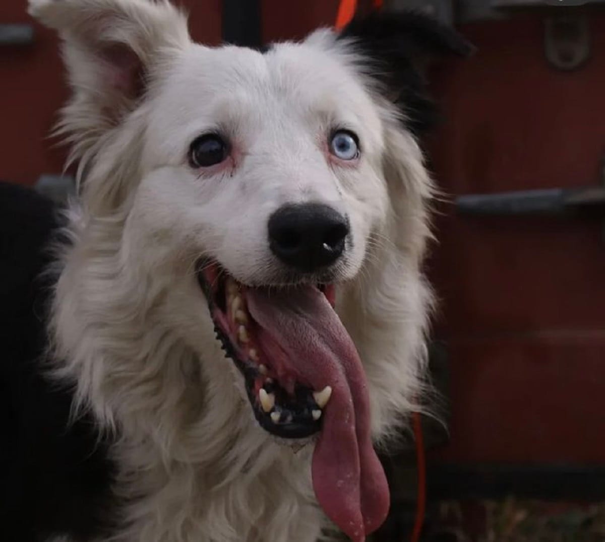 Conoce a «Tsunami»: el perro rescatista que ha ayudado a salvar a 12 personas en Caracas