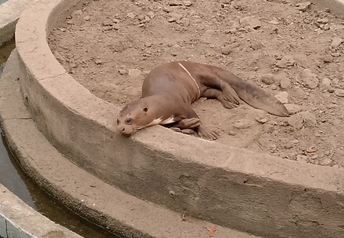 Ciudadanos denunciaron malas condiciones de vida de nutria del Parque del Este en Caracas