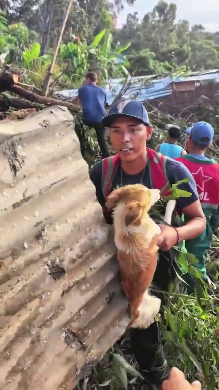 Rescataron a un perro que quedó atrapado debajo de un árbol caído en Caracas