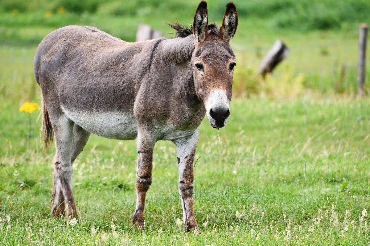 Hombre sufrió la amputación de sus genitales tras ser atacado por un burro en Monagas