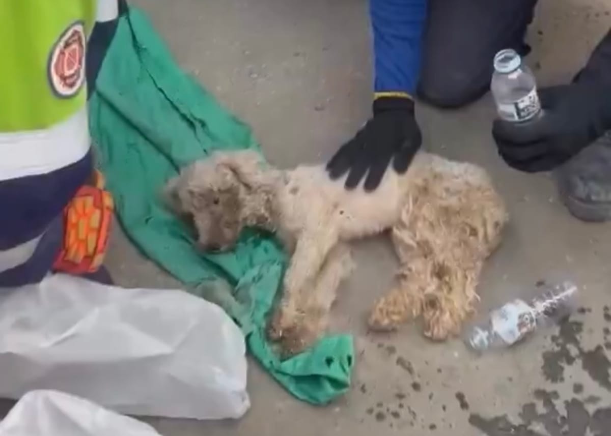 El milagro de Bailey: el perro que resistió 29 días atrapado bajo los escombros en La Guaira