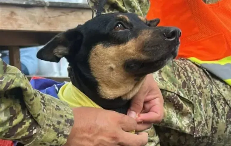 Rescatistas salvadoreños adoptaron a Fénix, una perrita que fue hallada bajo los escombros
