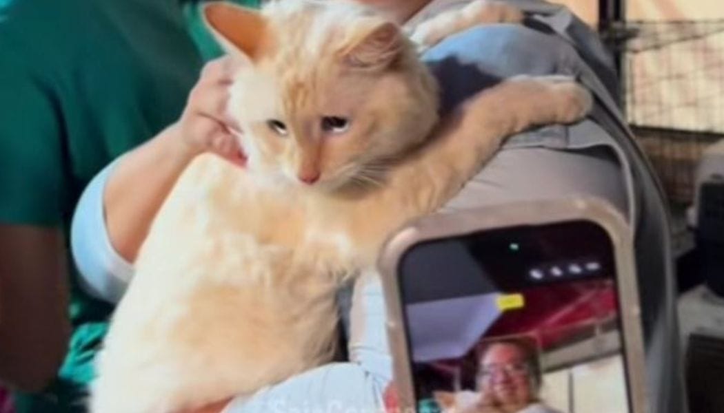 Coco: el gato que fue rescatado tras pasar 17 días atrapado en la OPP33 de La Guaira