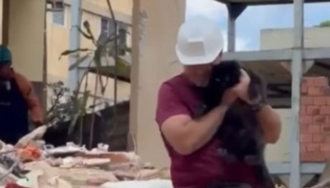 Rescataron con vida a Noche, un gato que estuvo 33 días atrapado en un edificio en Caracas