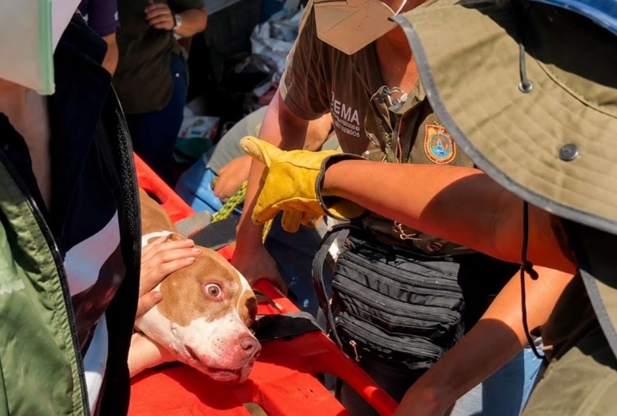 Perrita fue rescatada en Colombia tras la muerte de sus dueños durante el terremoto