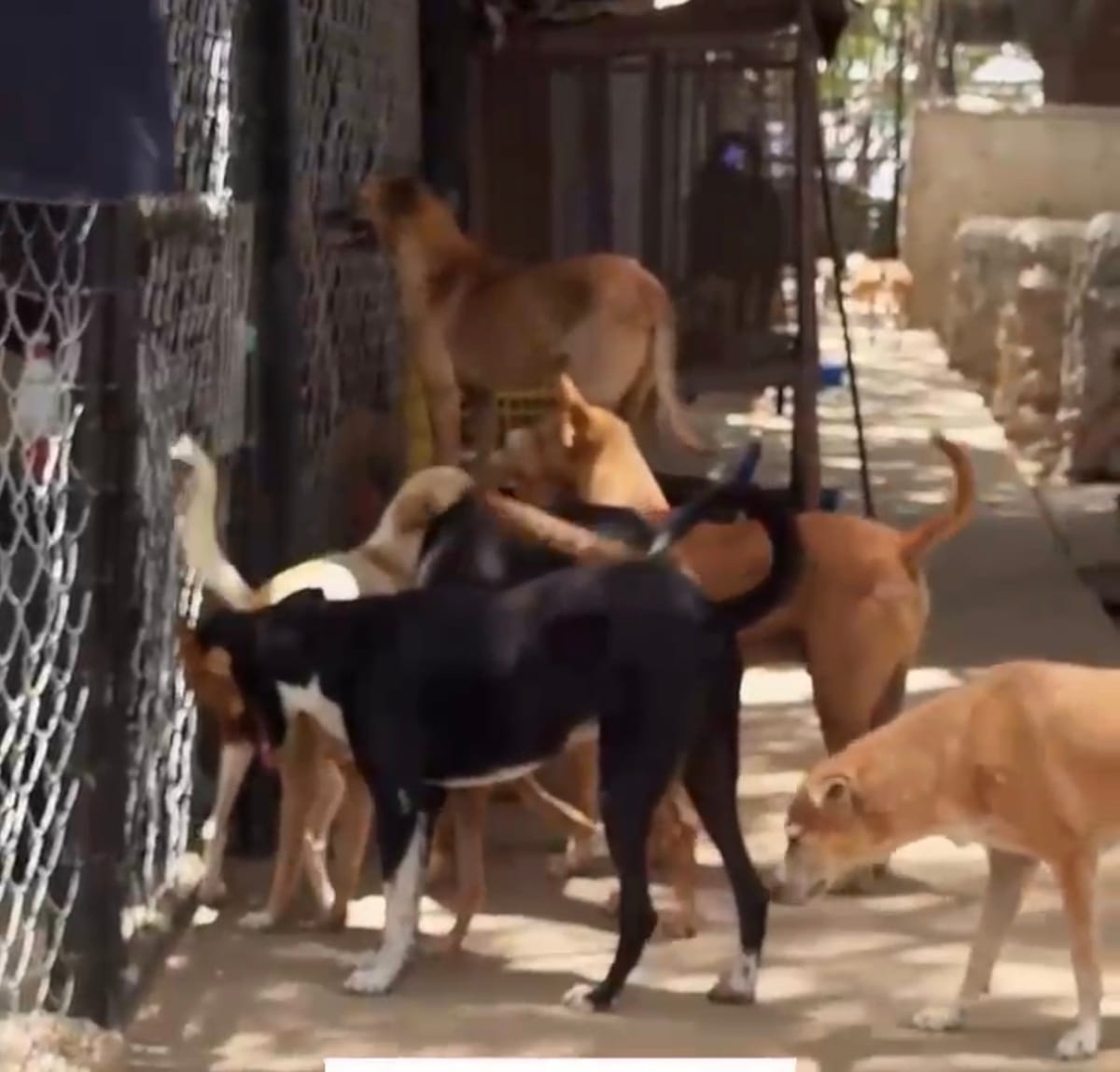 Casi 700 animales esperan por un hogar en refugio de Misión Nevado en La Guaira