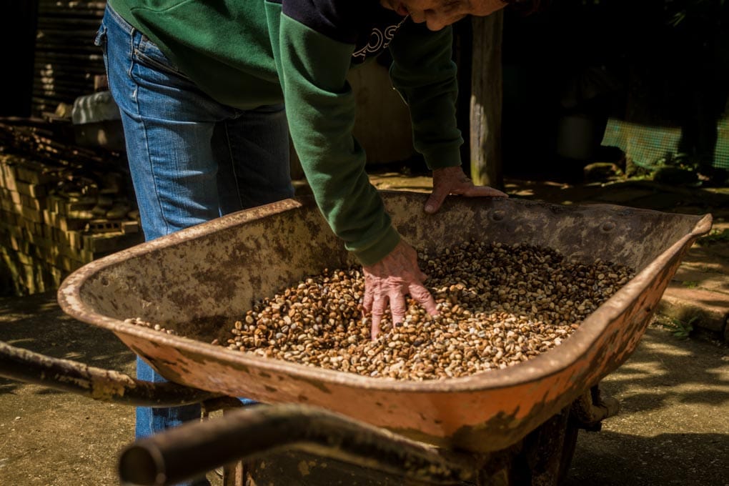 Daños en vías agrícolas de Lara ponen en riesgo hasta 15.000 quintales de café