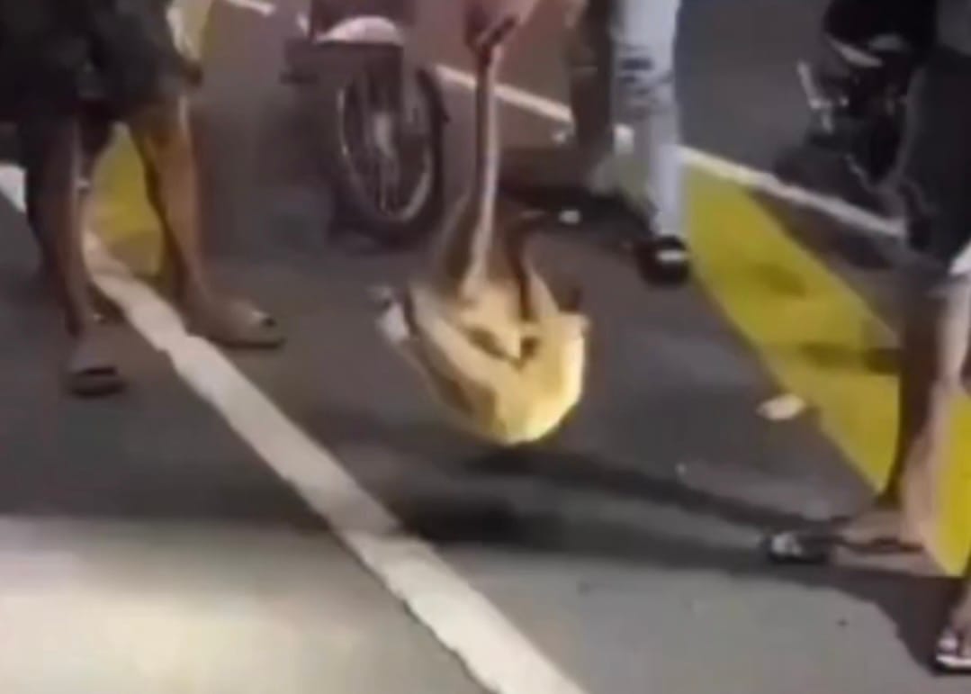 Individuos maltrataron a un oso melero en Barcelona: gobernador exigió tomar acciones