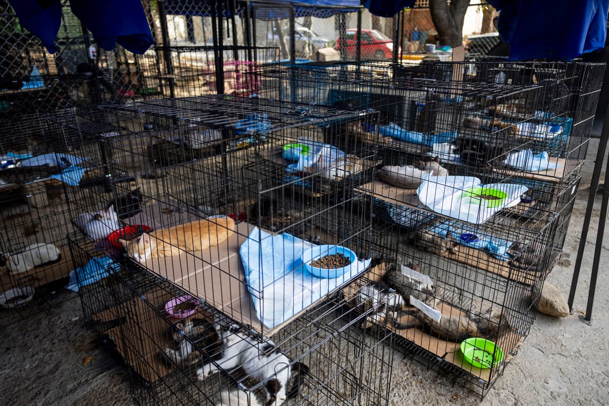 Misión Nevado rescató a unas 1.800 mascotas tras terremotos en Venezuela