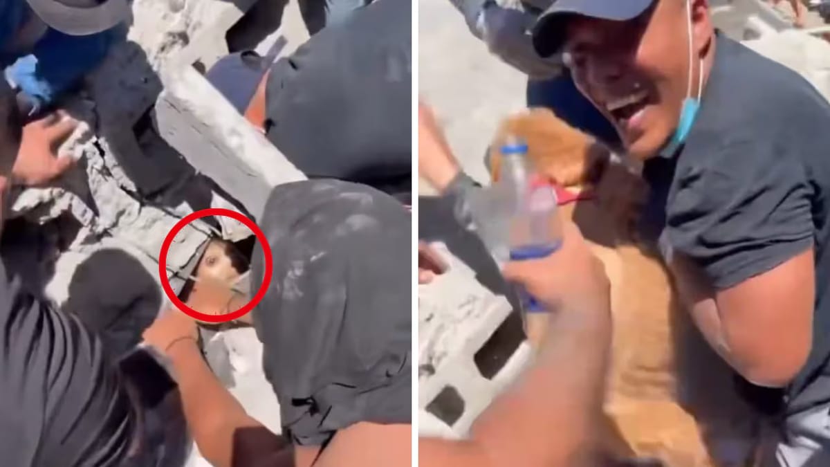 De la angustia a la felicidad: perrita fue rescatada de los escombros en Pereira, Colombia