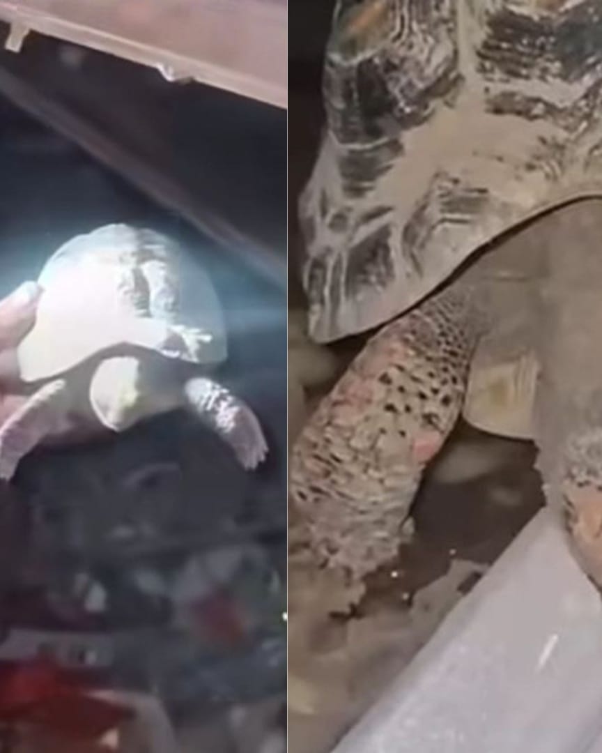 Vida entre los escombros: hallaron a una tortuga tras más de dos meses de los terremotos en La Guaira