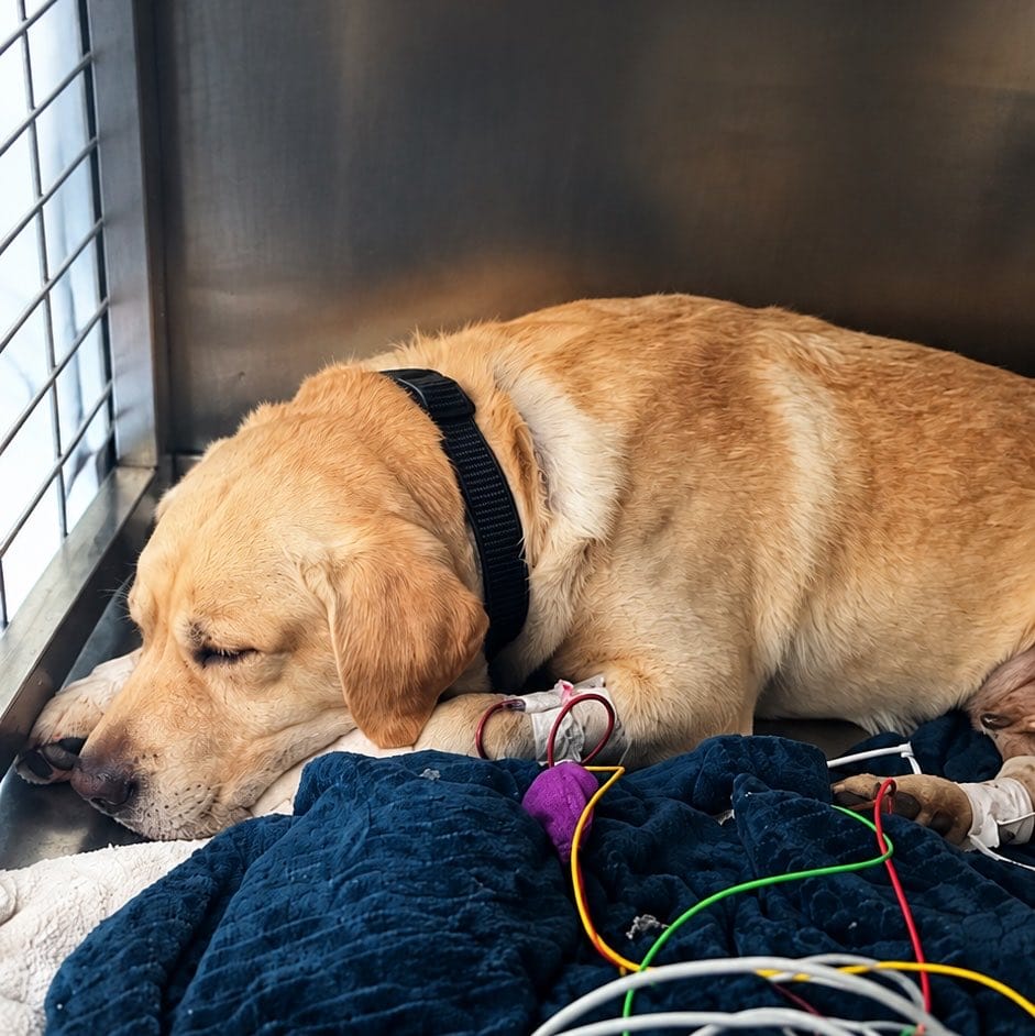 Quino, perro rescatista que estuvo en La Guaira tras los terremotos, murió en España