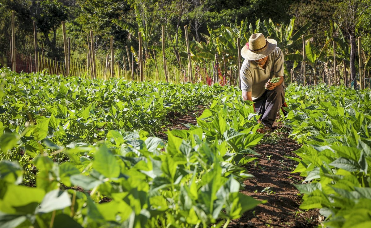 Ingenieros agrónomos alertaron sobre riesgos en cultivos por altas temperaturas