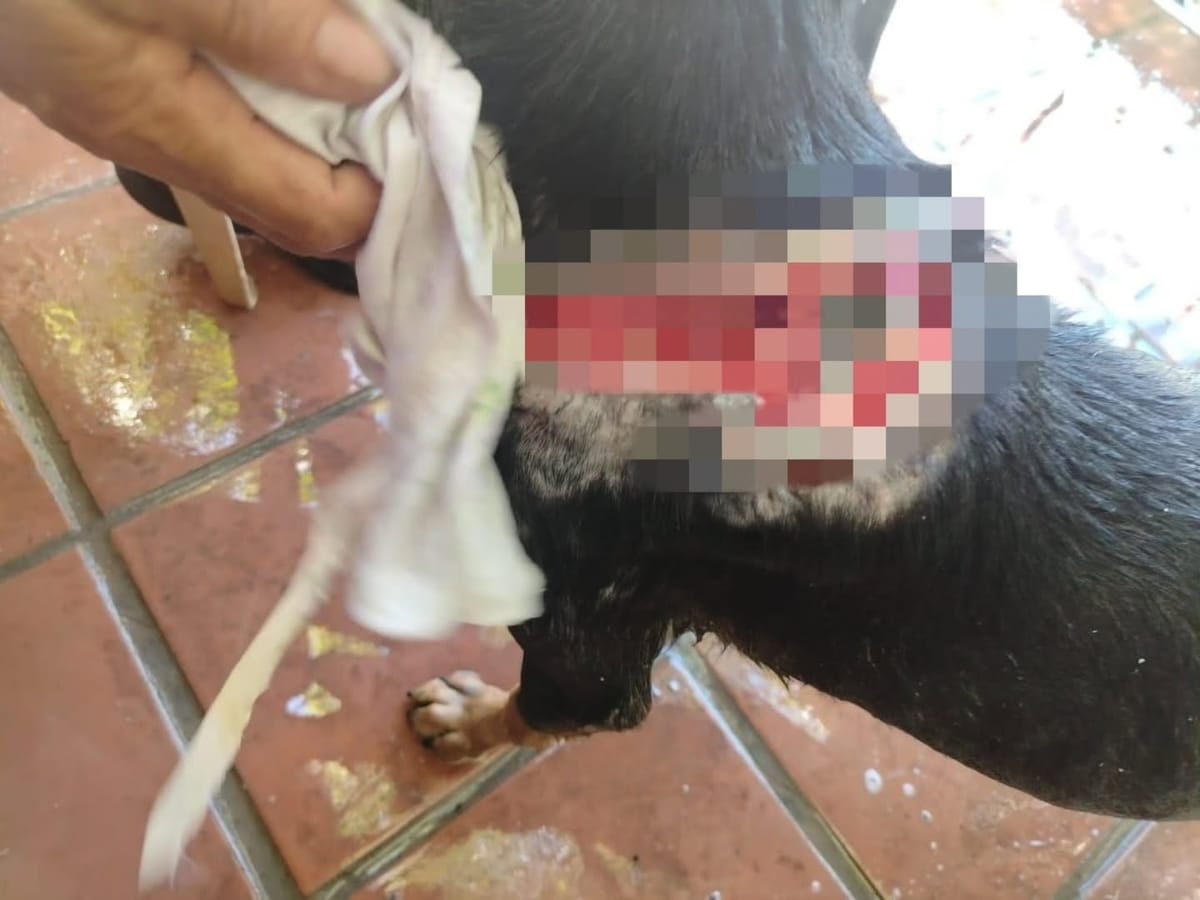 Habitantes de Margarita denunciaron ataques con machete contra perros comunitarios