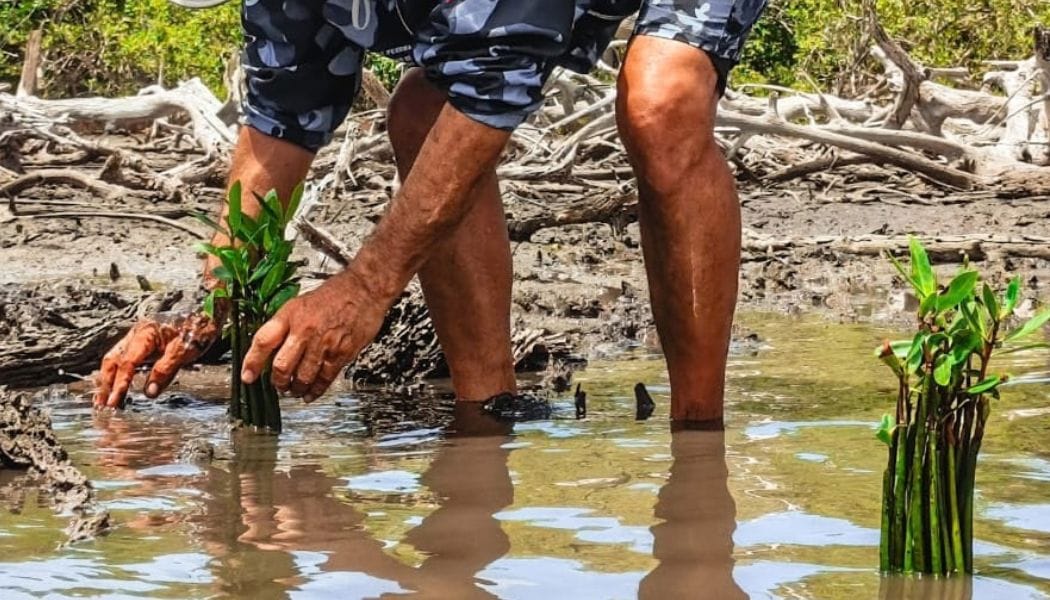 NUEVA ESPARTA | 1.500 mangles fueron sembrados en La Restinga con motivo del 53° aniversario de Inparques