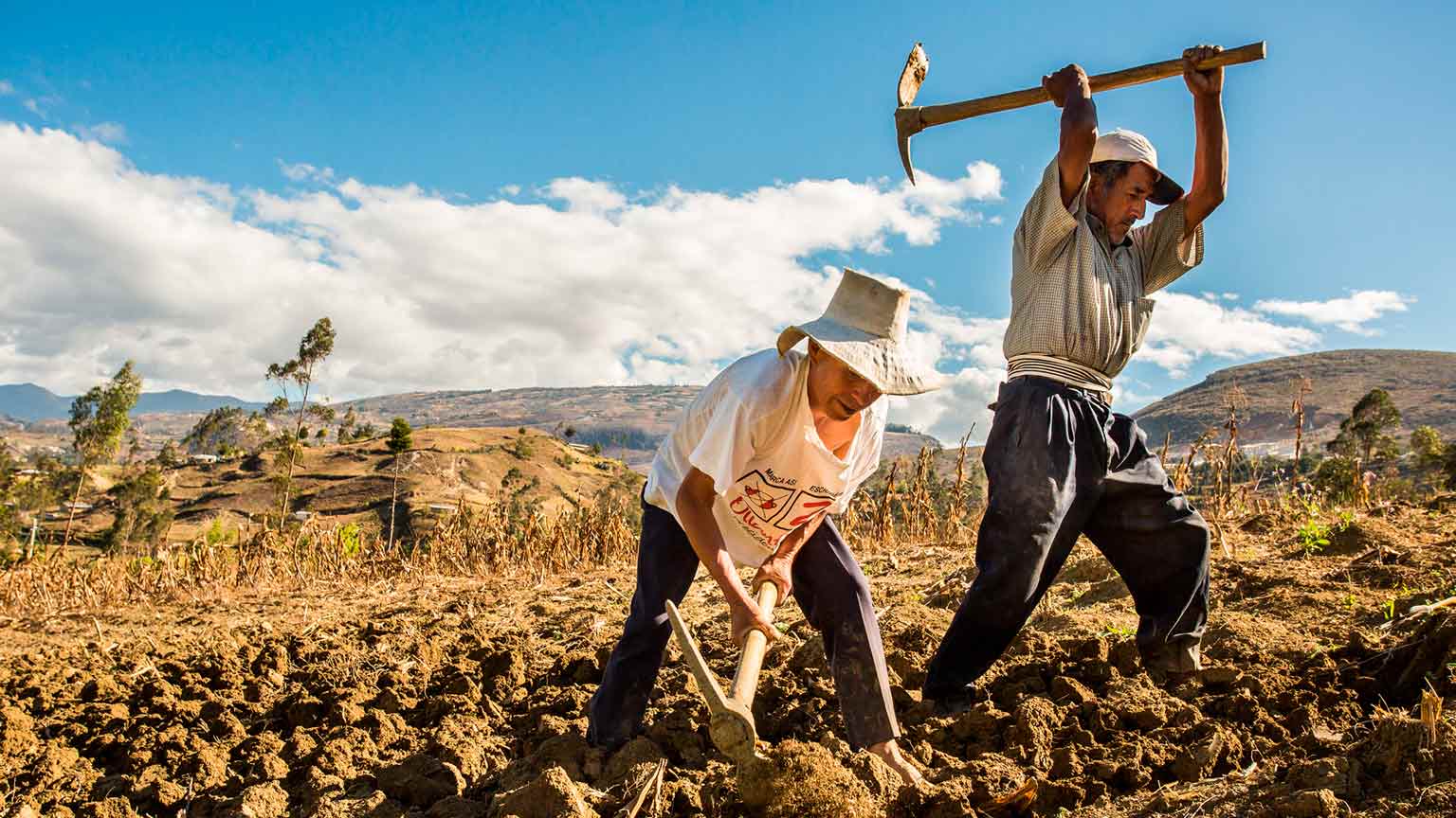 Gobierno vigilará precios de los insumos agrícolas para «proteger» la rentabilidad de los productores