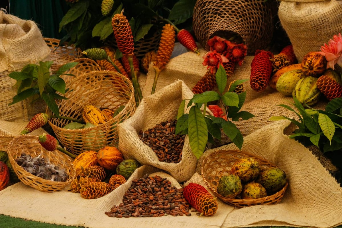 SUCRE | Lanzaron en Sucre Plan Nacional Comunal del Cacao 2026 para aumentar su producción