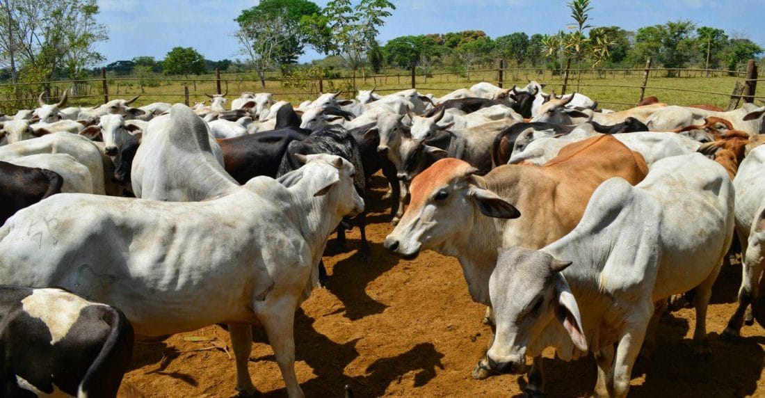 Monagas | Asoprimo ha diseñado nuevas estrategias para evitar paralización por falta de gasolina