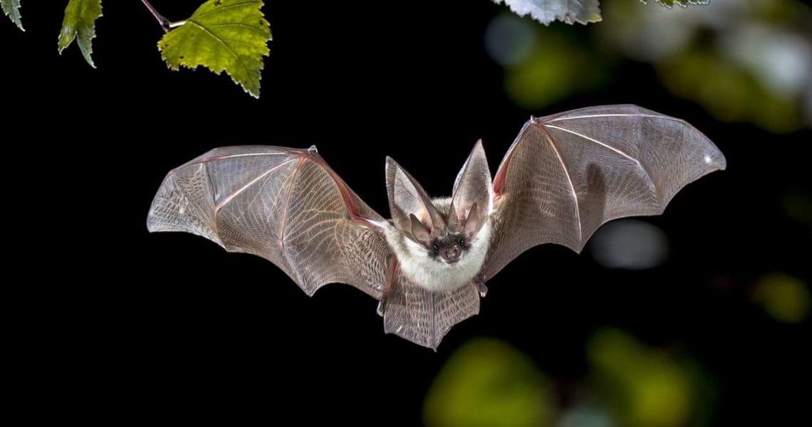 Científicos chinos encuentran nuevos coronavirus en murciélagos