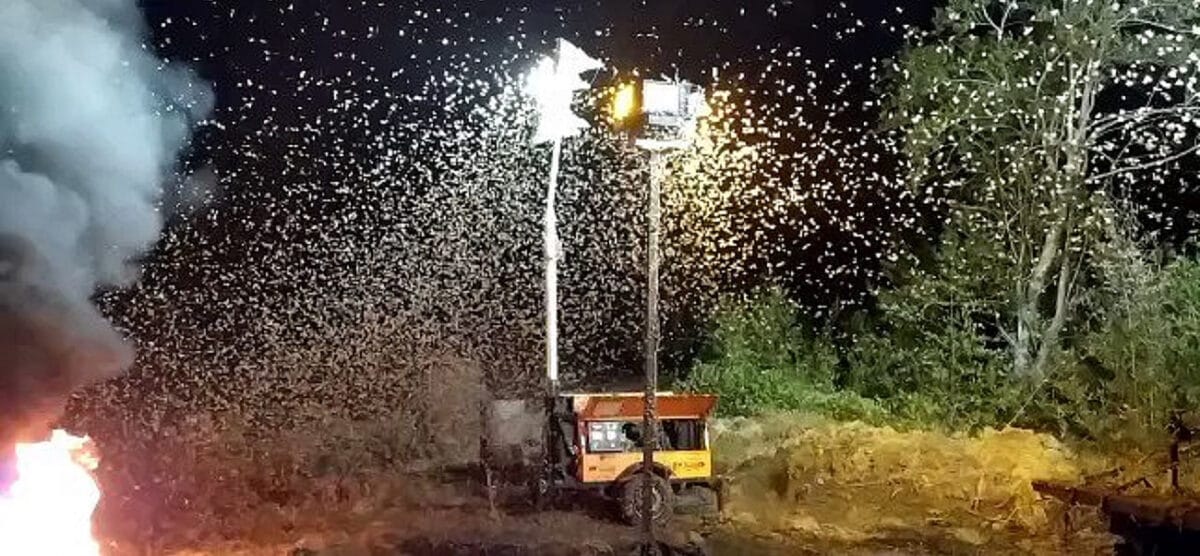 Inició colocación de trampas contra la palometa peluda en Caripito
