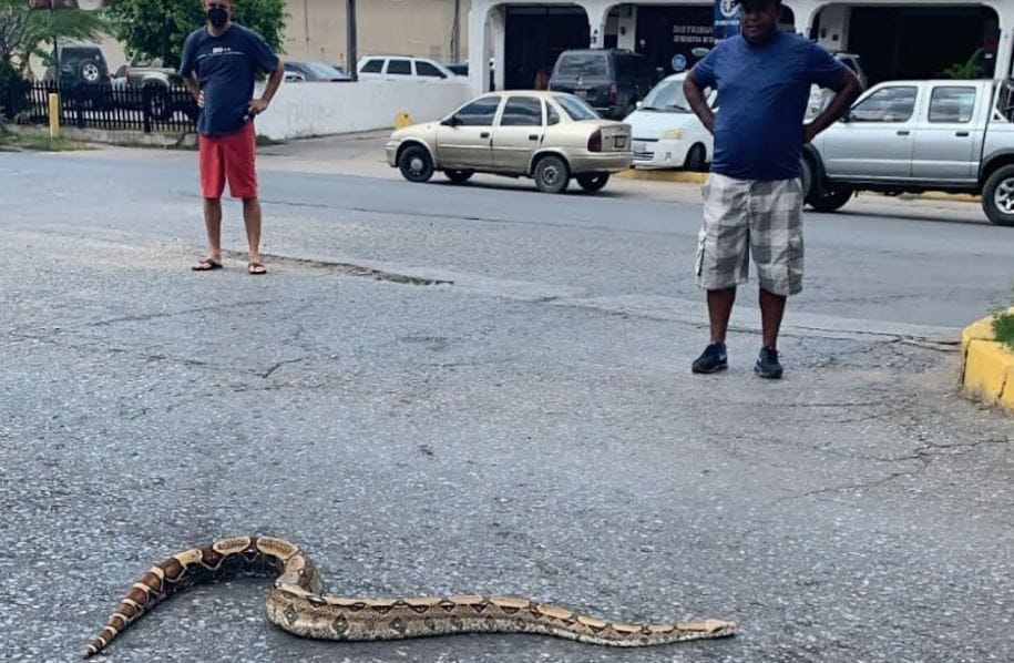 Habitantes de Lechería alarmados por la presencia de abejas africanas y serpiente tragavenado