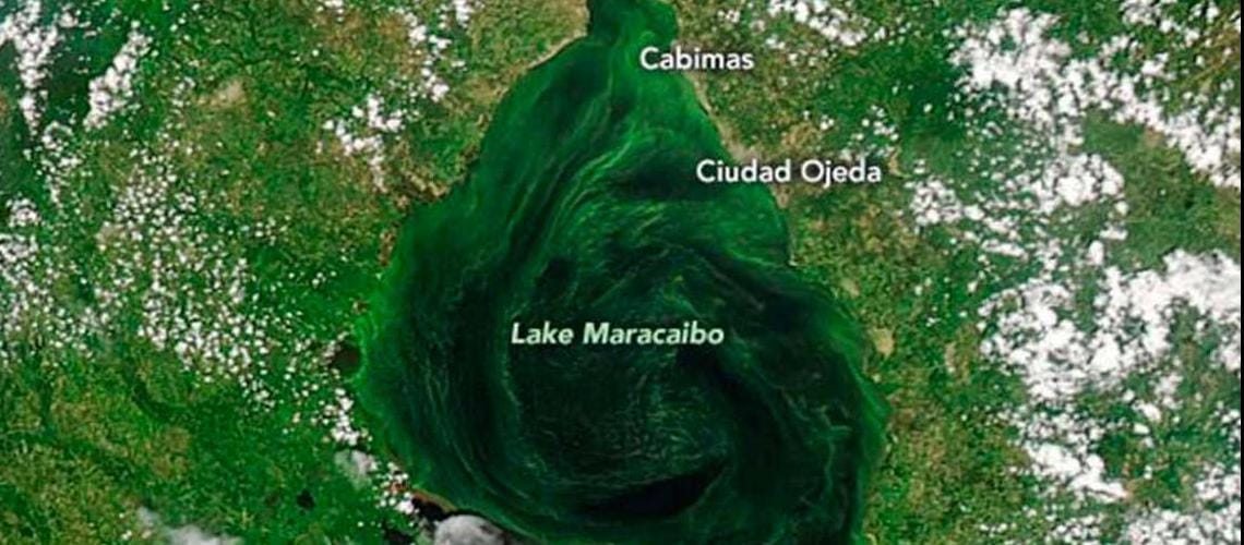 El lago Maracaibo se está asfixiando con mareas negras y algas