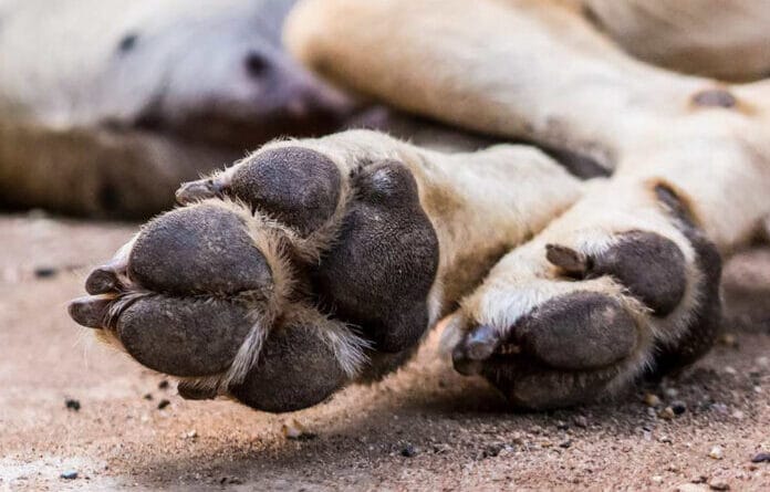 50 perros fueron envenenados y arrojados a la basura