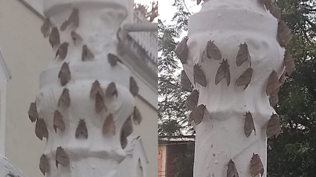 Al menos cinco municipios de Sucre reportan la presencia de la palometa peluda