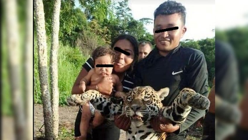 Condenaron a pareja por matar a un cunaguaro y publicar las fotografías en Bolívar