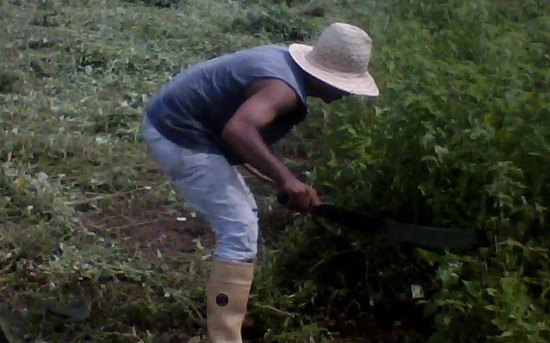 Agricultores de Anaco exigen apoyo de la autoridades para producir alimentos