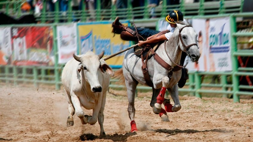 La copa Team Penning se llevará a cabo este 30 de julio en Guárico