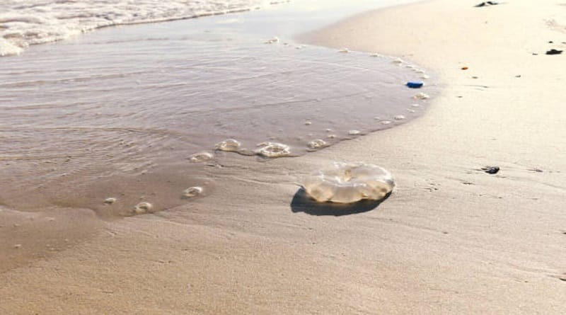 Alertan sobre presencia de medusas en playas de Lechería