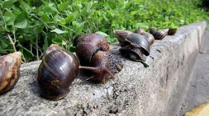 Anunciaron la presencia de caracoles africanos en zonas de El Tigre