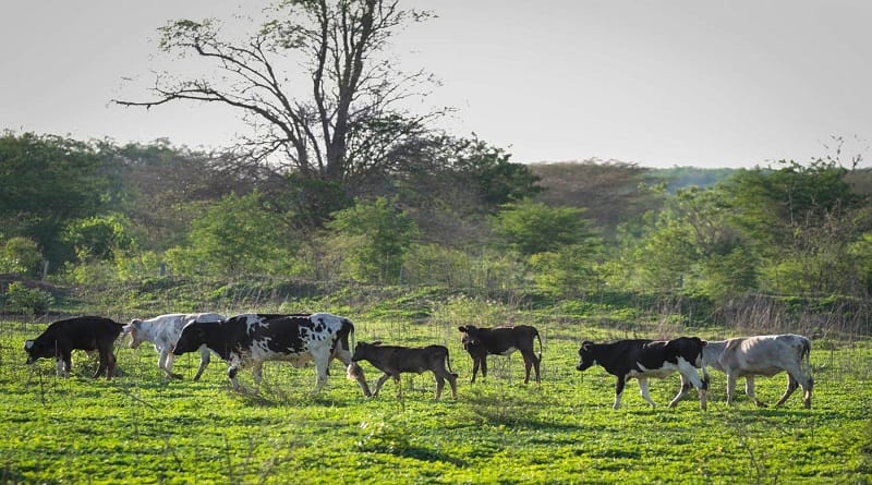 Sector agropecuario en Anzoátegui pidieron atención gubernamental para el crecimiento económico