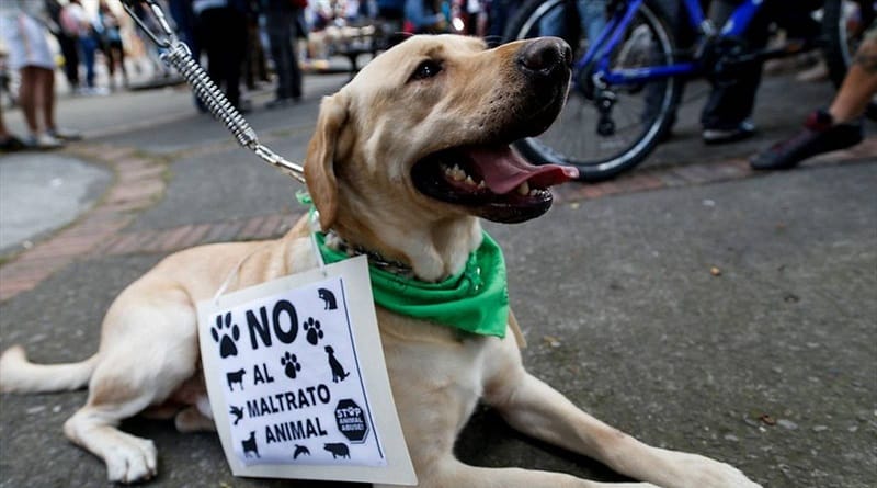 Proteccionistas emprenderán caminata pacifista contra el maltrato animal en Puerto la Cruz