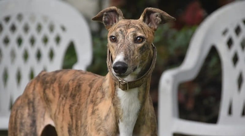 Alerta: confirmaron primer caso de viruela del mono en Francia a un perro