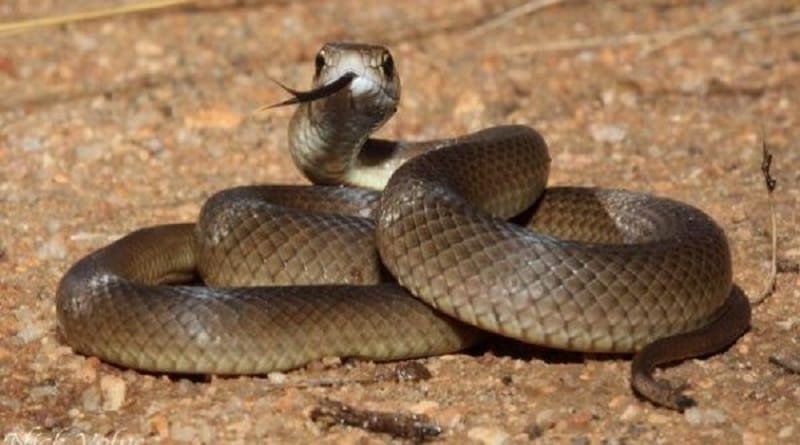 Joven murió por falta de tratamiento a una mordida de serpiente