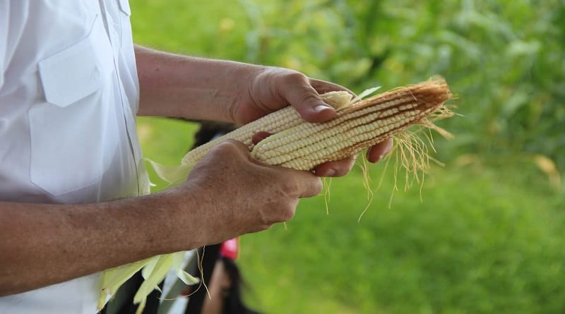 SVIAA aseguró que el 20% de producción de maíz se perdió debido a las lluvias