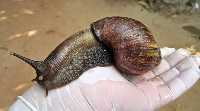 Habitantes alertaron sobre la presencia de caracoles africanos en Lara
