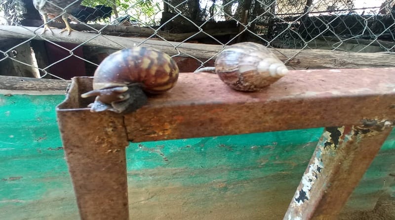 Reportan aparición de Caracol Africano en dos sectores al oriente del Lago de Maracaibo