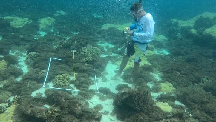 15 islas de Mochima afectadas por coral invasor Unomia Stolonifera