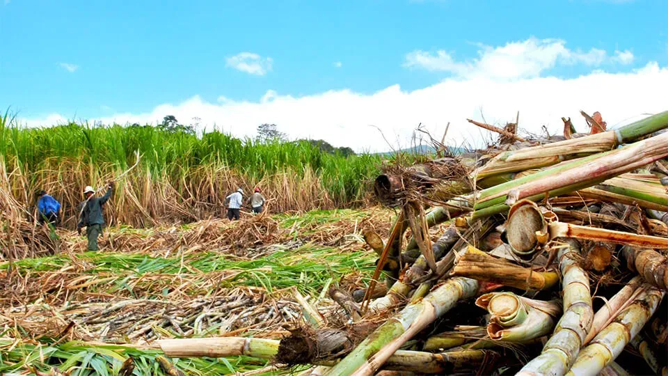 Gremio cañicultor teme importantes pérdidas por "no poder competir en el mercado"