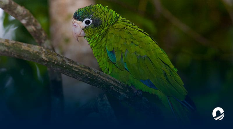 Ministerio Público en Monagas imputó a un hombre por tráfico de animales silvestres