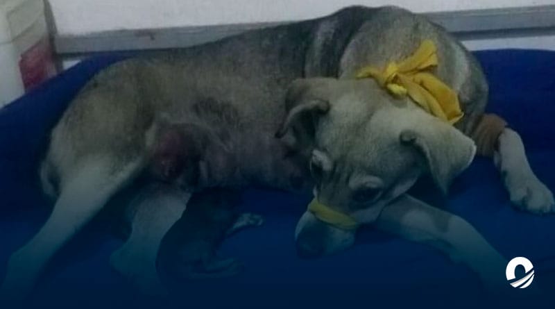 Detenido un hombre que violó una perrita en Barquisimeto