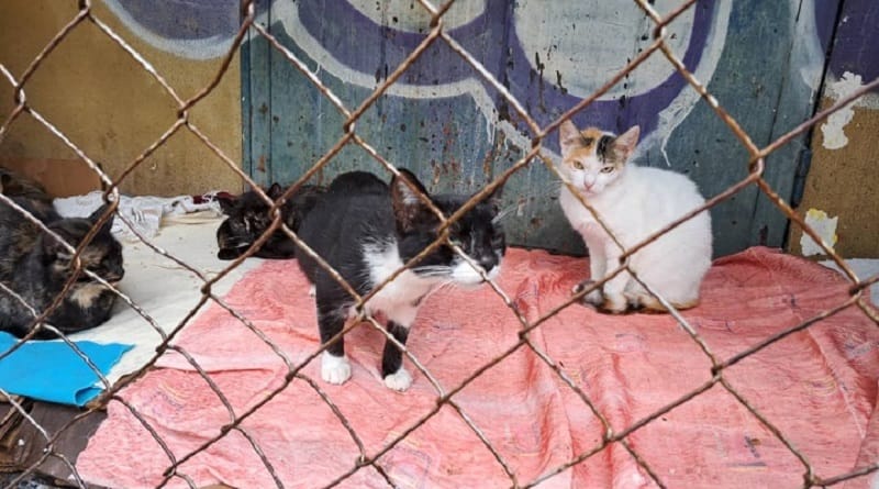 Habitantes de Los Cocoteros denunciaron a mujer por envenenar a gatos y perros
