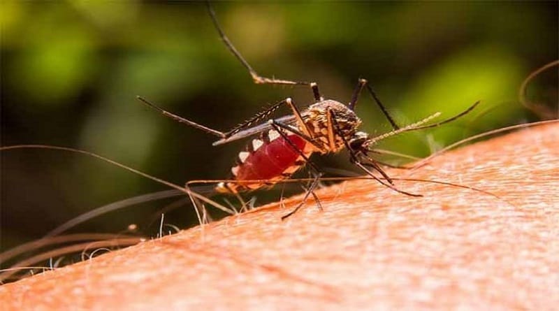 SAME registró aumento en casos de dengue y malaria en Venezuela