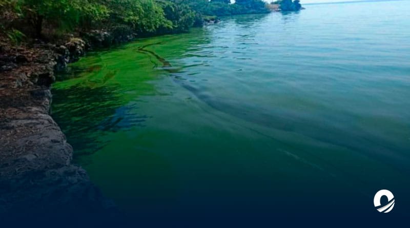 Alertan riesgo de la biodiversidad del lago de Maracaibo tras presencia de una capa verde